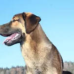 Sandra Im Bayerischen Wald Mit Pool 아파트 *