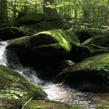 Sandra In The Bavarian Forest With Pool Daire Freyung
